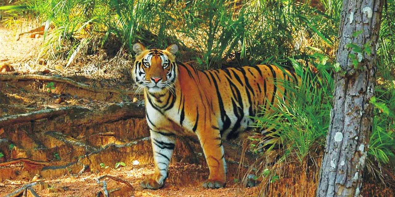 Satkosia Tiger Reserve, Bhubaneswar Tourist Attraction