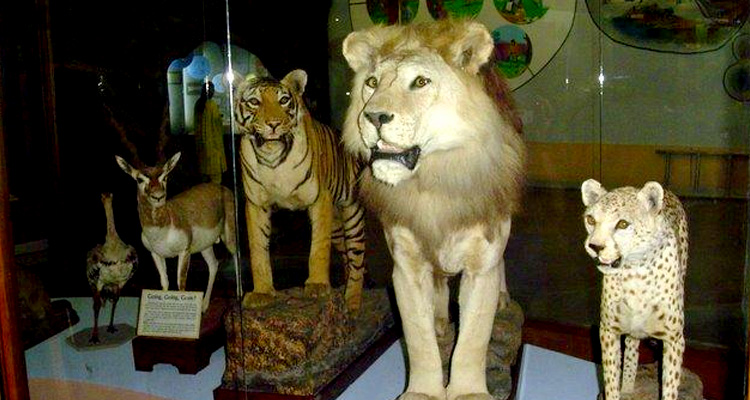 Regional Museum of Natural History Bhubaneswar (Entry Fee, Timings ...