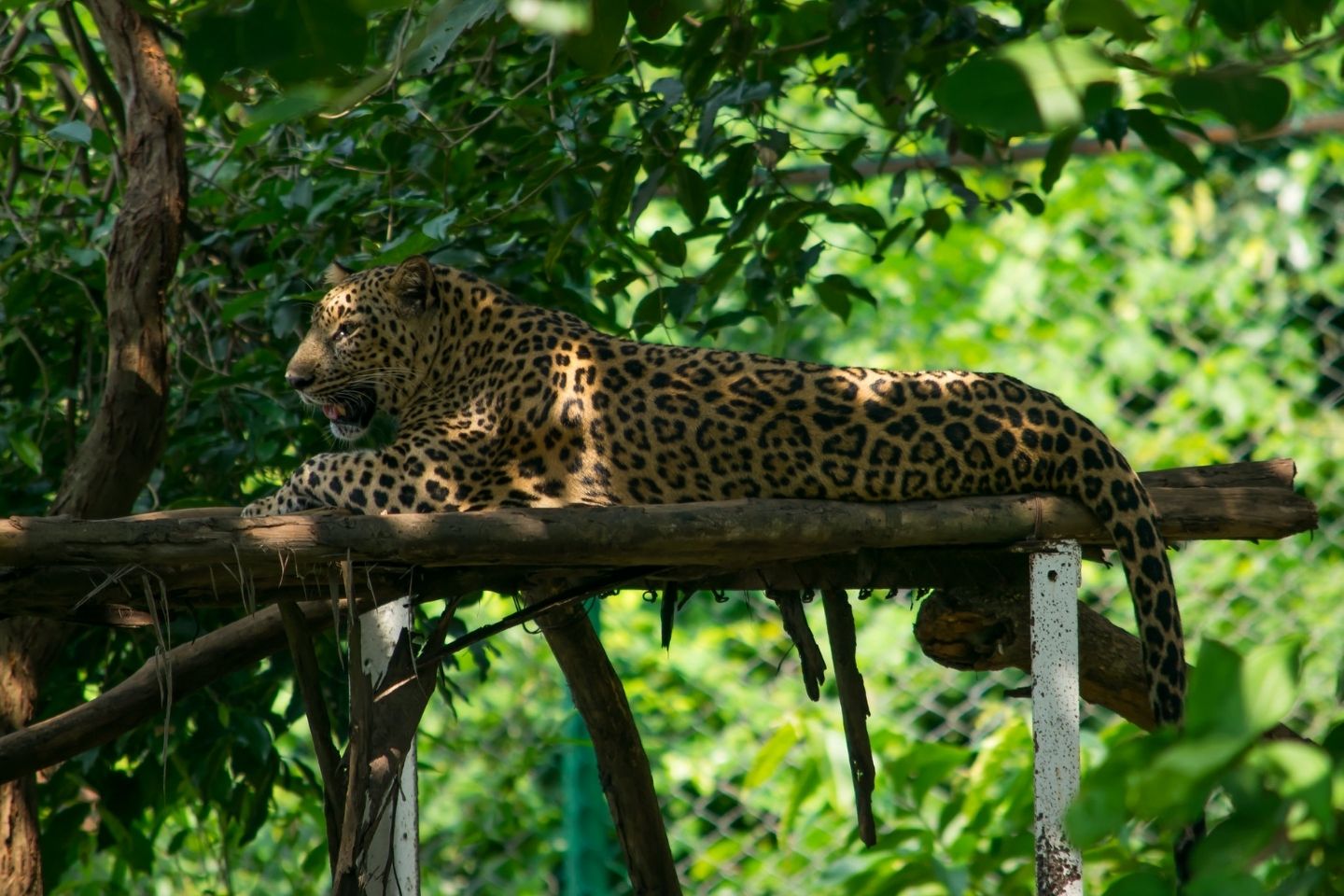 Nandankanan Zoological Park, Bhubaneswar