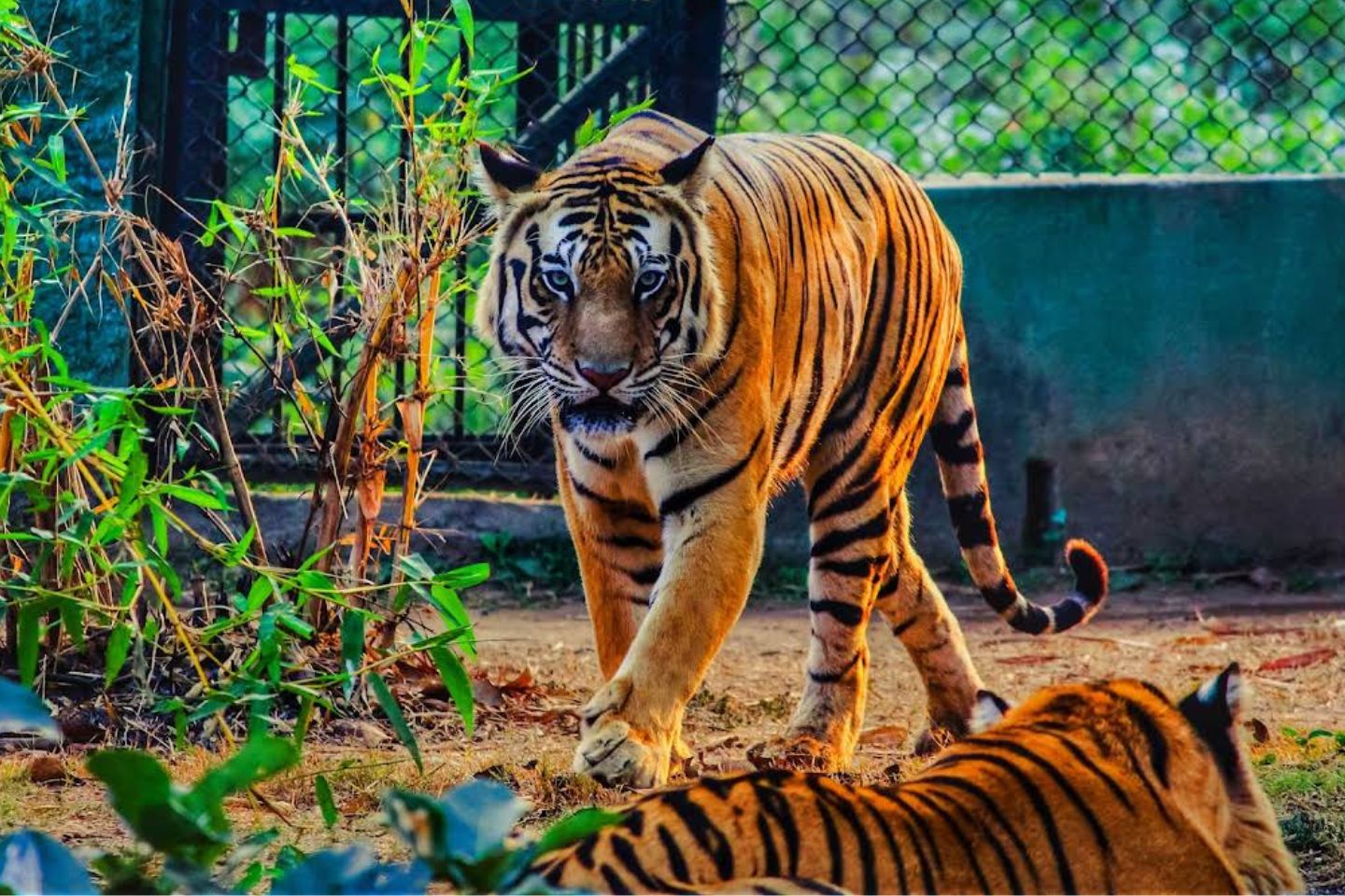 Places to Visit Nandankanan Zoological Park, Bhubaneswar