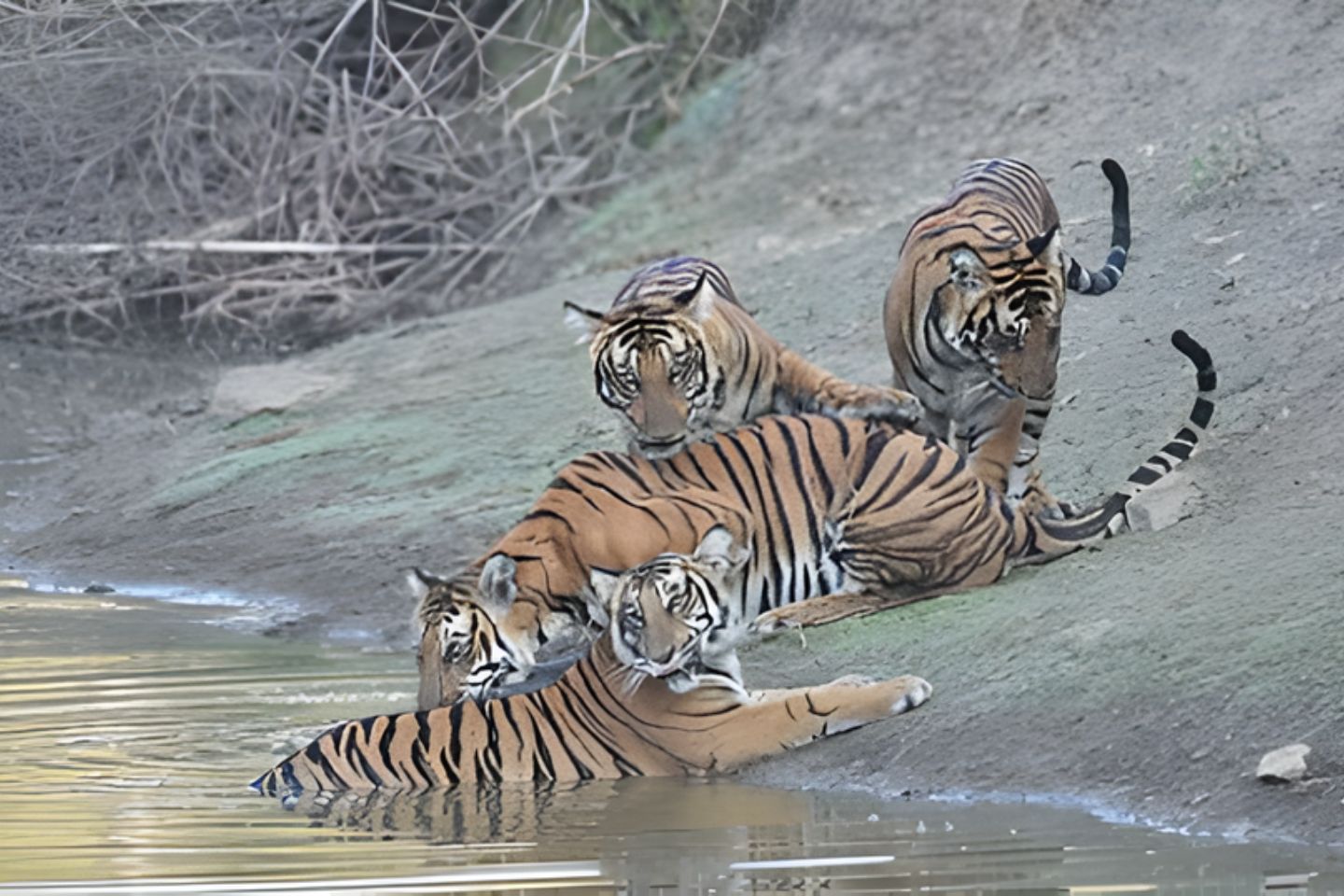 Satkosia Tiger Reserve Bhubaneswar 